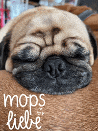 Cutie Pug GIF