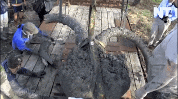wooly mammoth news GIF by NowThis 