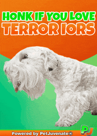 PetJuvenate petjuvenate henlo hooman fren love rescue dogs treatos and woofer for pupper GIF
