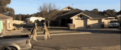 neighborhood watch australia GIF by Cheezburger