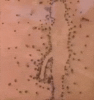 Aim Issue GIF