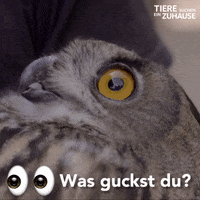 tsez tierschutz GIF by WDR