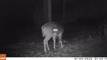 Footage Shows Buck Shaking Antlers off Head in Vermont's Green Mountains