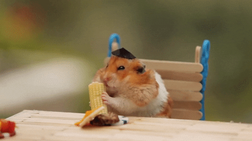 Hamster Eating GIF