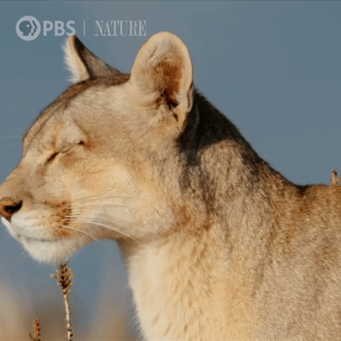 Pbs Nature Animales GIF by Nature on PBS