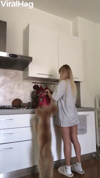 Cinnamon the Dog Jumps for Lunch