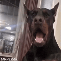 Puppy Dogy GIF
