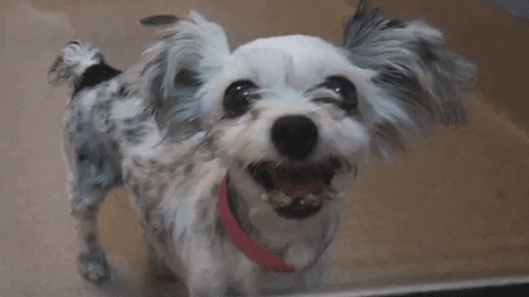 RockyKanaka giphyupload dog rescue dog dog rescue GIF