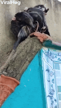 Possum with Family Goes For a Walk