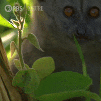 Pbs Nature Monkey GIF by Nature on PBS