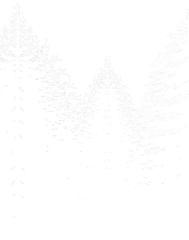 Tree Forest Sticker by Bürstenfabrik Faller