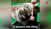 Doug The Pug Dog GIF by BuzzFeed