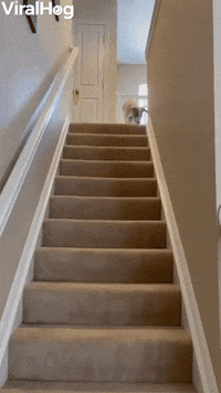 Why Walk When You Can Slide GIF by ViralHog