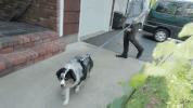 prawn rooftops GIF by Topshelf Records