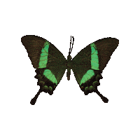 ARTTODISARM butterfly bran atd swallowtail Sticker