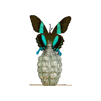 ARTTODISARM art butterfly bran atd Sticker