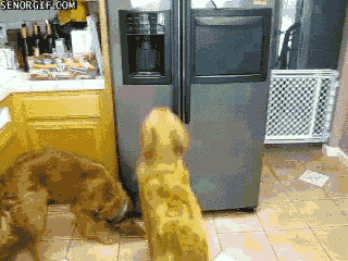 ice cubes dog GIF by Cheezburger