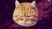 johnbeckers cat space pizza cats GIF