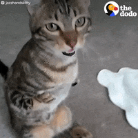cat kitty GIF by The Dodo