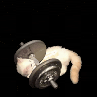 Cat Workout GIF