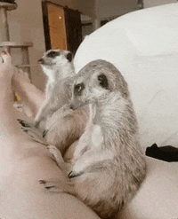 meerkat hedge hog GIF by ViralHog