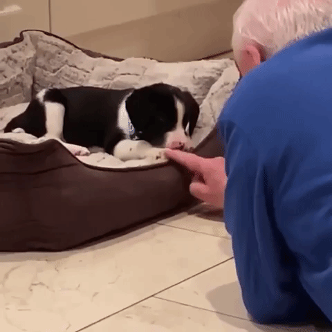 Dad Sings To Collie Pup