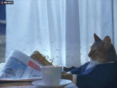 RD_btc bitcoin rdbtc cat reading newspaper i should buy more bitcoin GIF