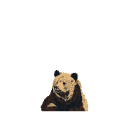 Bear Montana Sticker by Red Lodge Ales Brewing Company