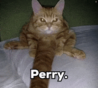 Black Cat GIF