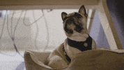 Awkward French Bulldog GIF by Black Math