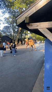 Camels Trot Around Amusement Park After Breaking Out of Enclosure