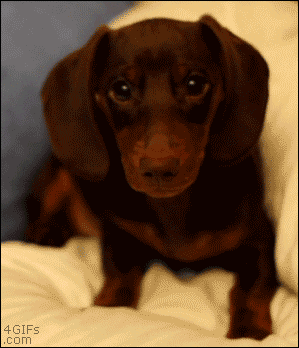 Video gif. Cute dachshund puppy tilts his head at us and then excitedly digs into a pillow, then rests his head.