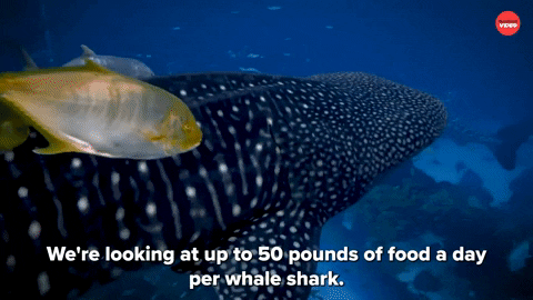 Shark Week Sharks GIF by BuzzFeed