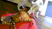 dog GIF