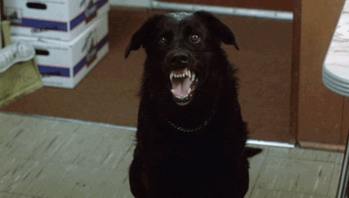 warner archive dogs GIF