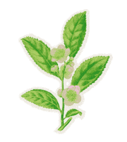 alecsicecream ice cream california organic self care Sticker