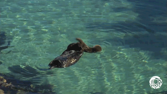 otter GIF