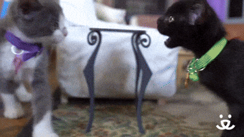 When the Dog is a Bore