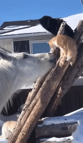 Curious Horse Tries to Befriend Nervous Cat