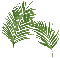Palm Trees Palms Sticker by Fashion Nova