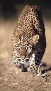 Approaching Animal Kingdom GIF by Marcel Katz Dalí / The Art Plug