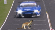 Ford Australia GIF