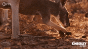 Australia Digging GIF by PBS