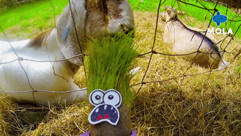 Happy Art Ninja GIF by Mola TV Kids