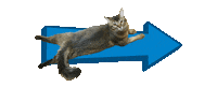 Cat Sticker by BEAMS