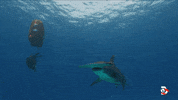 Cheers Tea GIF by Shark Week