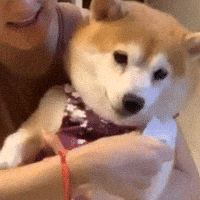 Bite Shiba GIF