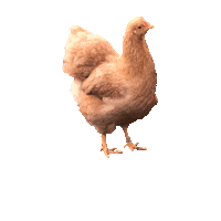 Chicken Caruso Sticker by DLRG Bünde