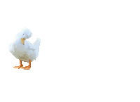 Promo Duck Sticker