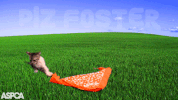 cat kitten GIF by ASPCA